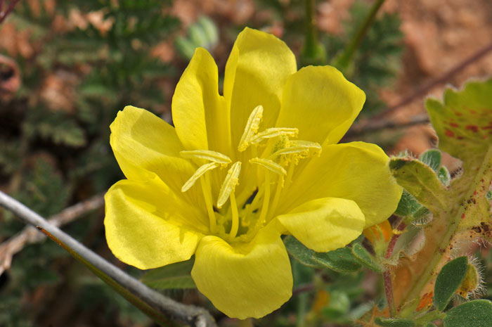 Oenothera primiveris, Large Yellow Desert Primrose Oenothera primiveris, Large Yellow Desert Primrose